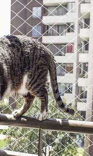 Tela de proteção para gatos Tela de proteção para gatos