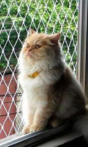 Tela de proteção para gatos Tela de proteção para gatos